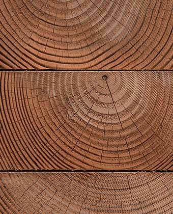Douglas Fir